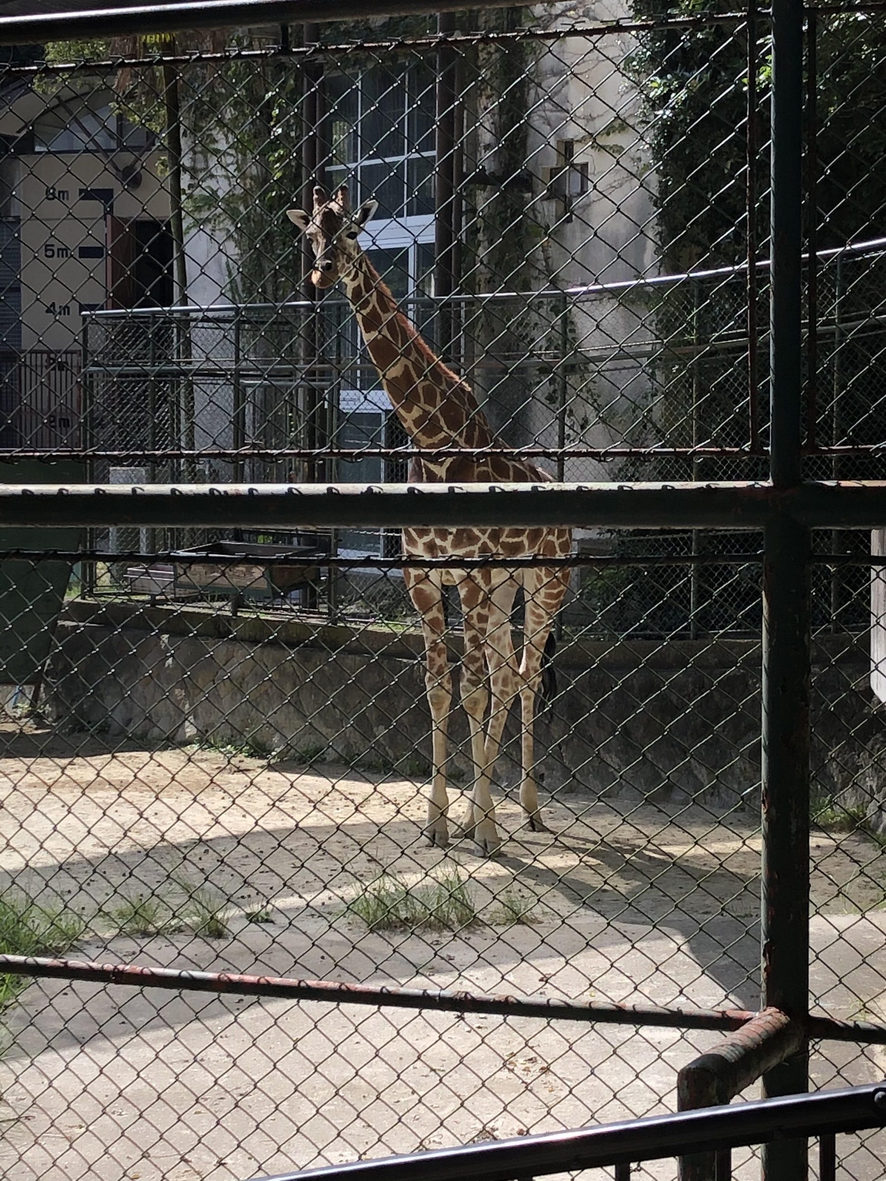 ATU　警備　福岡　動物園　キリン